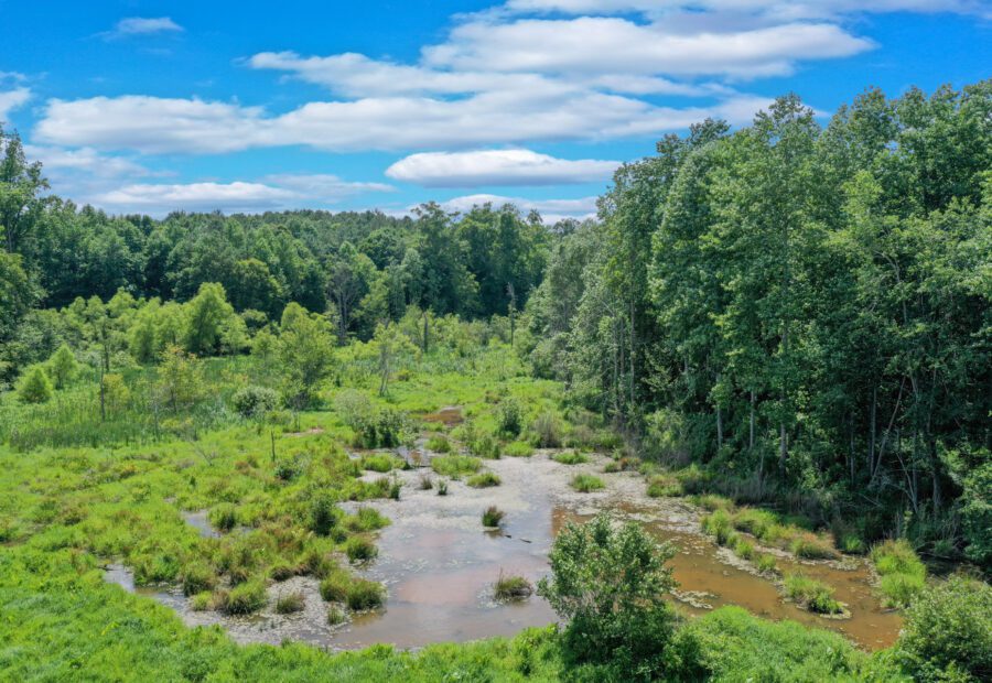 Timber & Wetland Near Athens