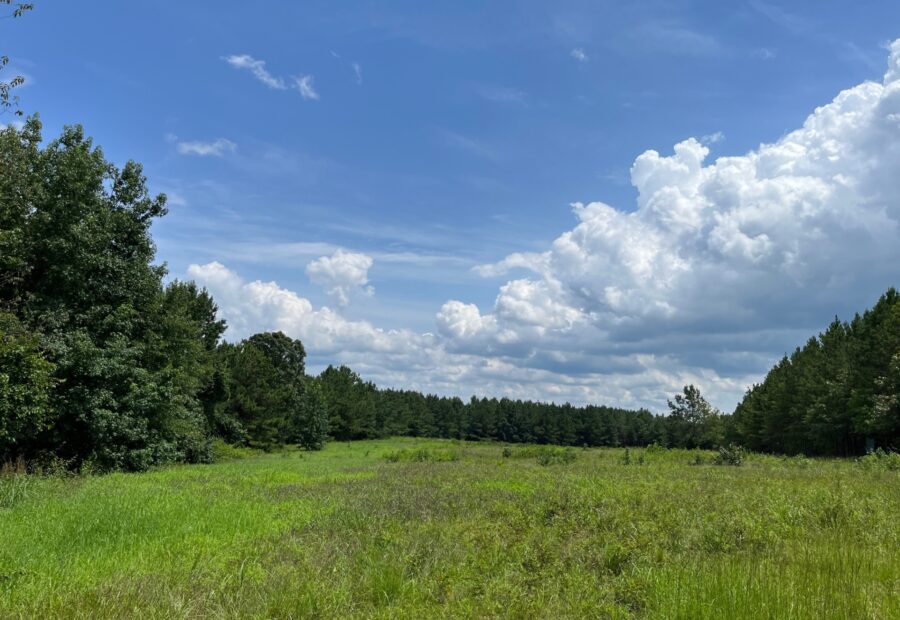 Breathtaking Timber Investment